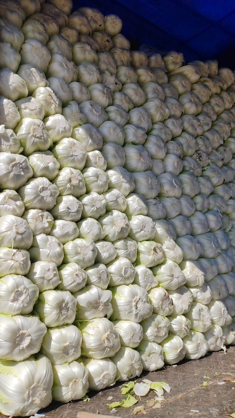 【推荐】精品辽宁白菜杠菜大量现货保质保量可对接商超市