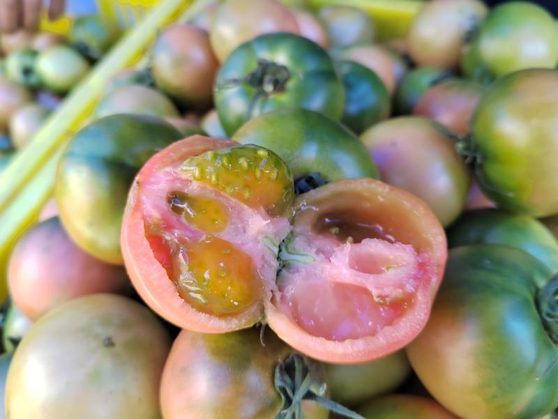 东北特产草莓西红柿子铁柿子盐碱地小时候的味道