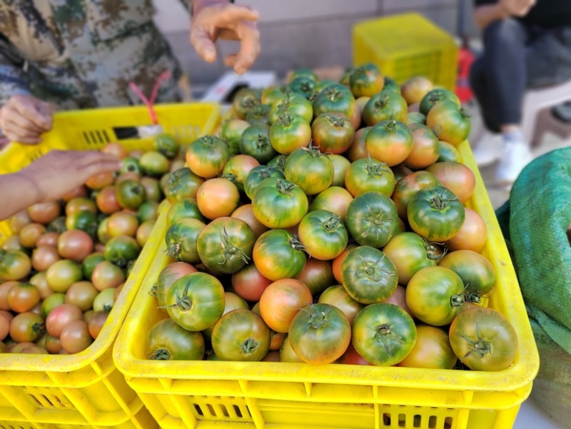 东北特产草莓西红柿子铁柿子盐碱地小时候的味道