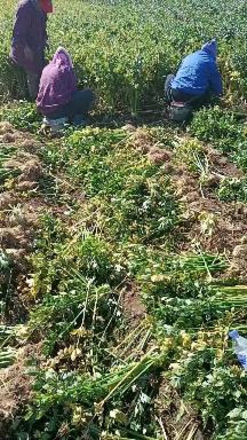 【根芹】野菜特菜全国供应味道浓郁产地直供欢迎致电