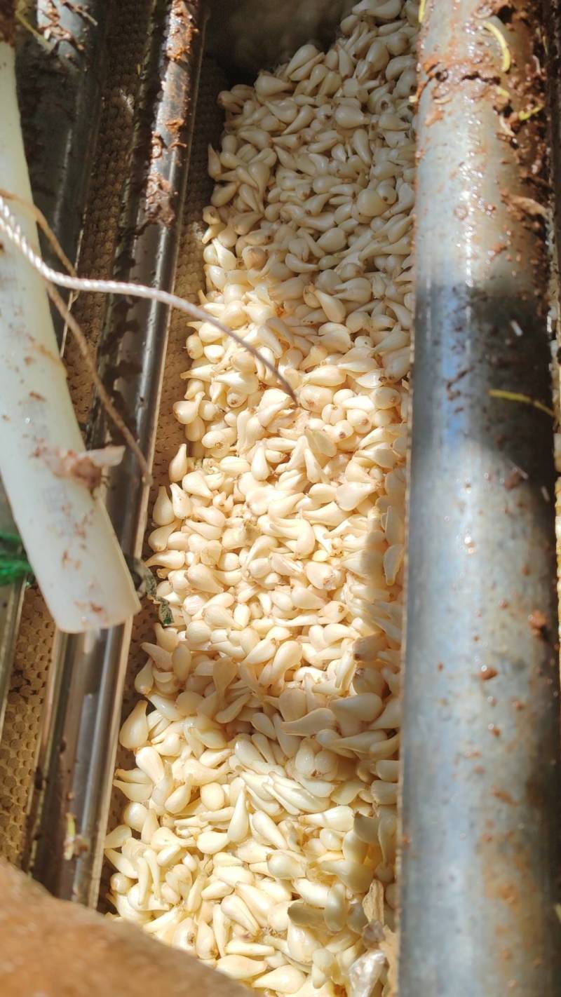 碑格珍珠玉藠头，产地货源，品质保证欢迎各地老板来电洽谈