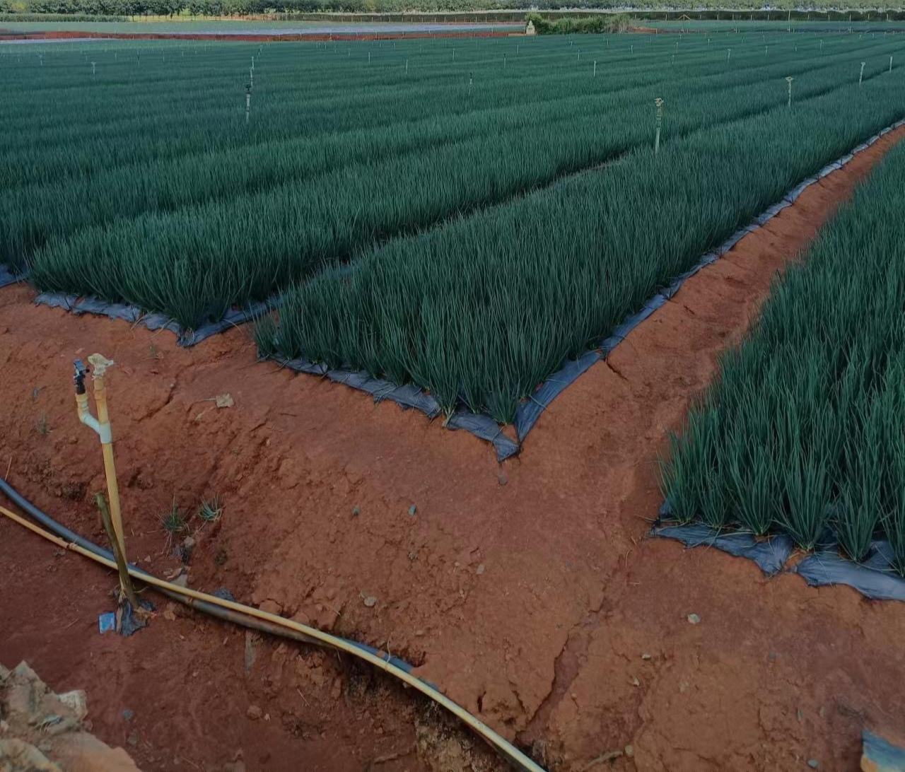 北方地区小葱种植基地实景图,展示整地、播种、覆膜等作业场景 北方小葱种植地实景