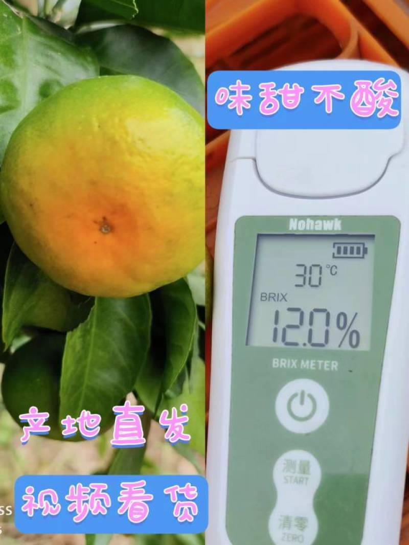优选高山蜜桔大量上市中，一手货源充足量大从优