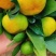 优选高山蜜桔大量上市中，一手货源充足量大从优