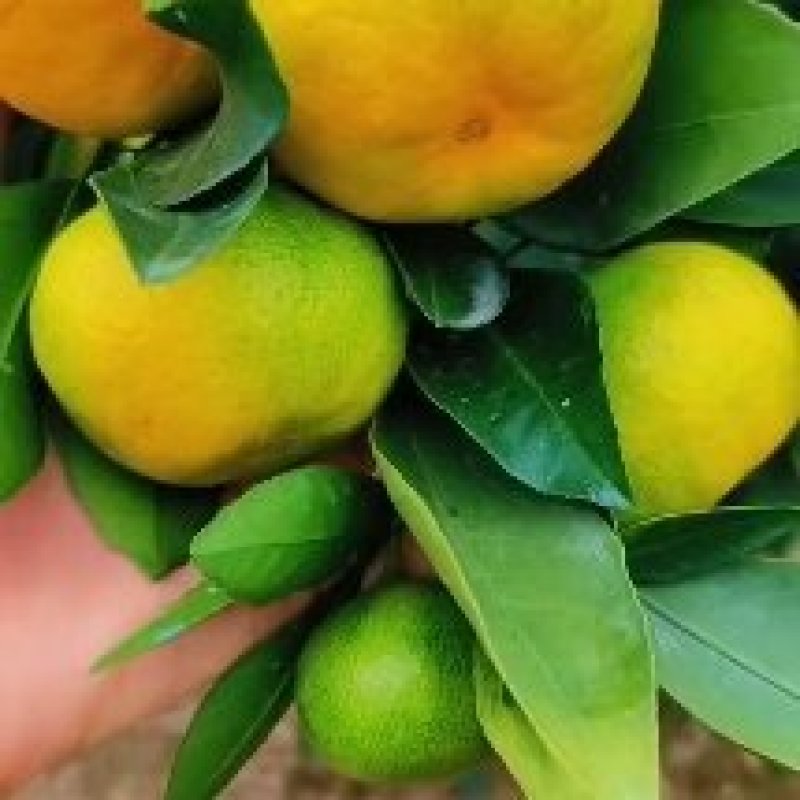优选高山蜜桔大量上市中，一手货源充足量大从优