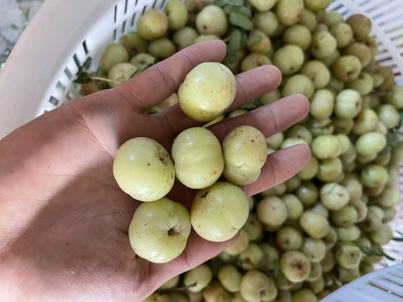 广东甜油柑牛柑果滇橄榄榨汁加工零售批发大量供应