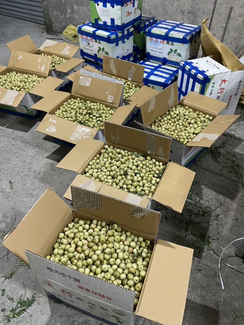 广东甜油柑牛柑果滇橄榄榨汁加工零售批发大量供应