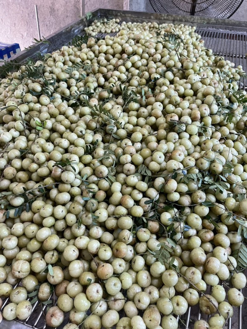 广东甜油柑牛柑果滇橄榄榨汁加工零售批发大量供应