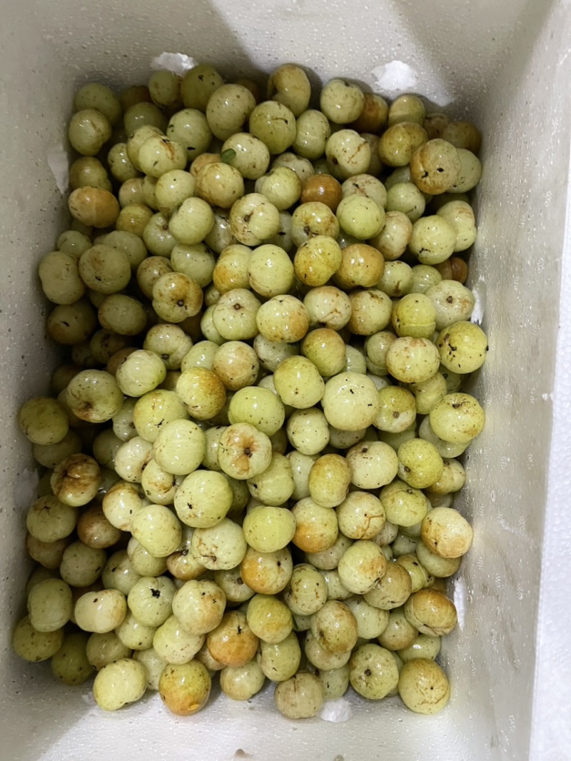 广东甜油柑牛柑果滇橄榄榨汁加工零售批发大量供应