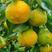 （高山）蜜橘，小叶橘大量有货一手货源充足量大从优