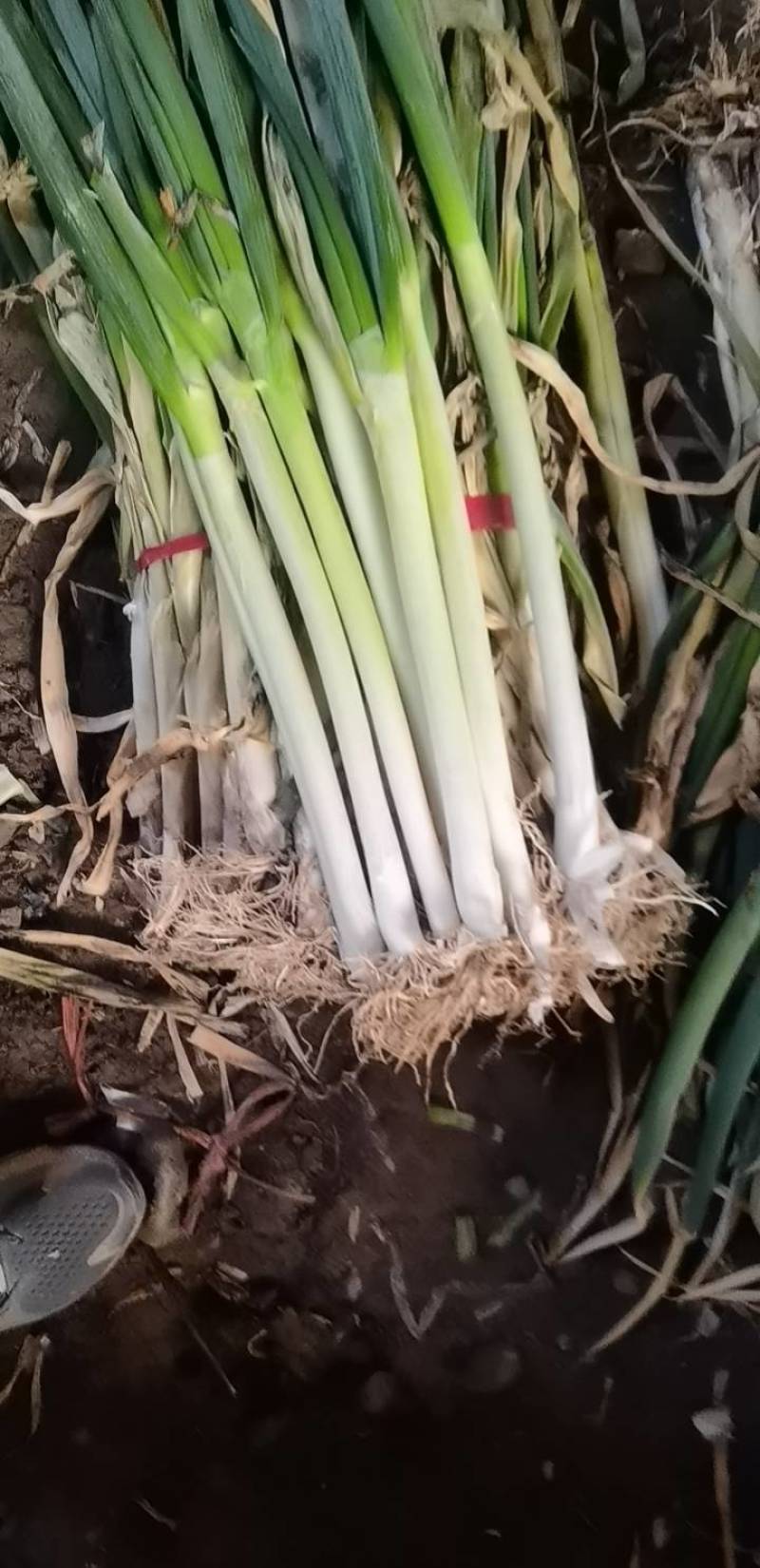 铁杆大葱