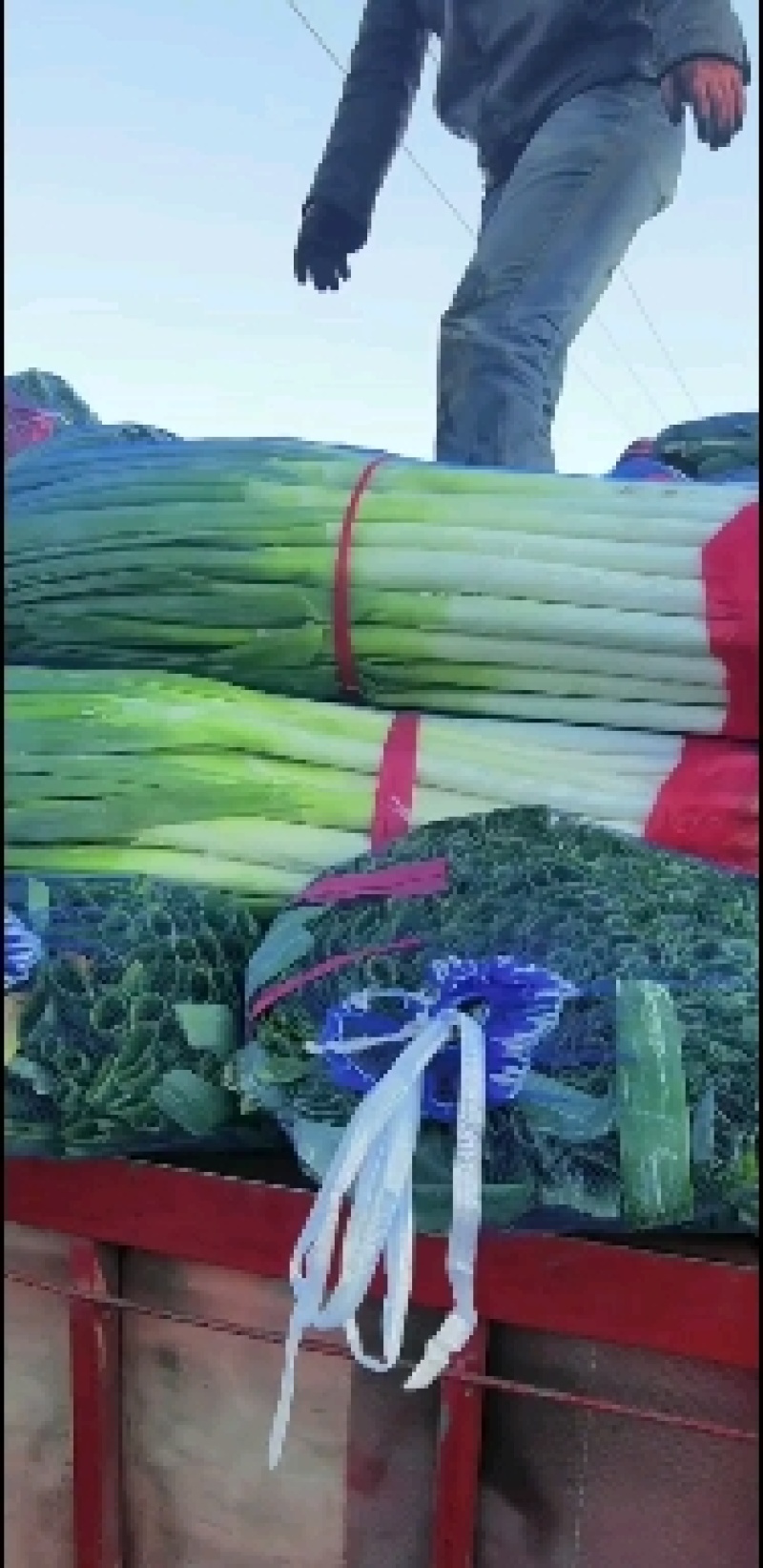 铁杆大葱