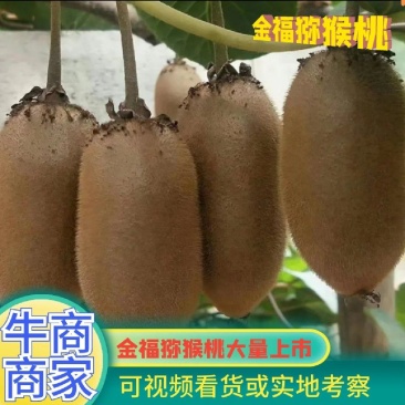 金福猕猴桃—周至猕猴桃产地直供，顺丰包邮！