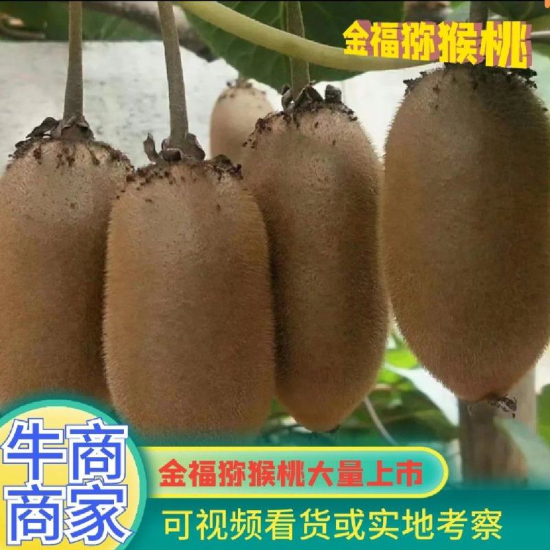 金福猕猴桃—周至猕猴桃产地直供，顺丰包邮！