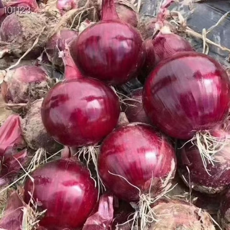 红皮洋葱种子