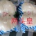 兰州鲜百合，甜脆可口，【2到3颗大果】产地直发电联