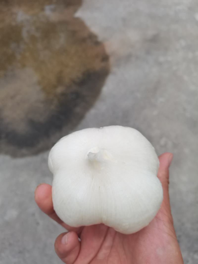 贵州凉薯