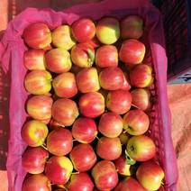 精品海棠果花红苹果货源充足量大从优质量保证欢迎咨询