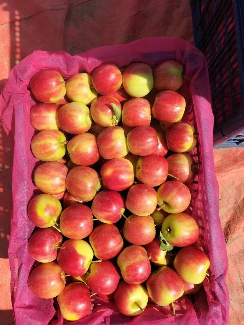 精品海棠果花红苹果货源充足量大从优质量保证欢迎咨询