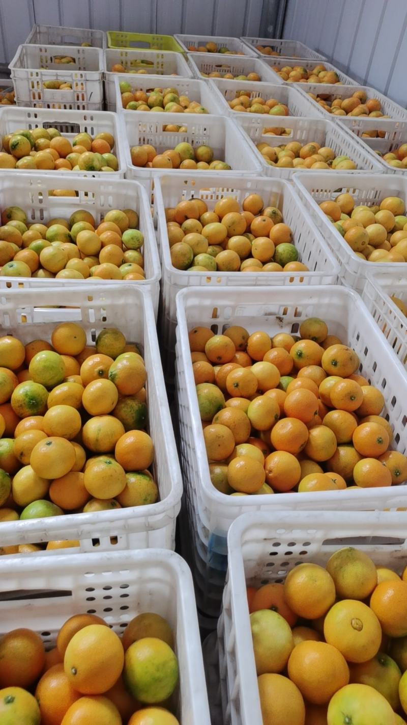 四川眉山爱媛38果冻橙皮薄无核水分好，欢迎各位老板选购