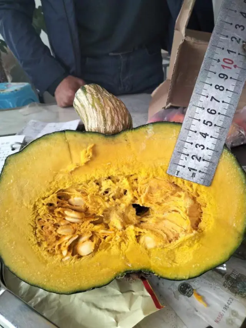 板栗南瓜，内蒙古板栗南瓜，大量现货精品供应