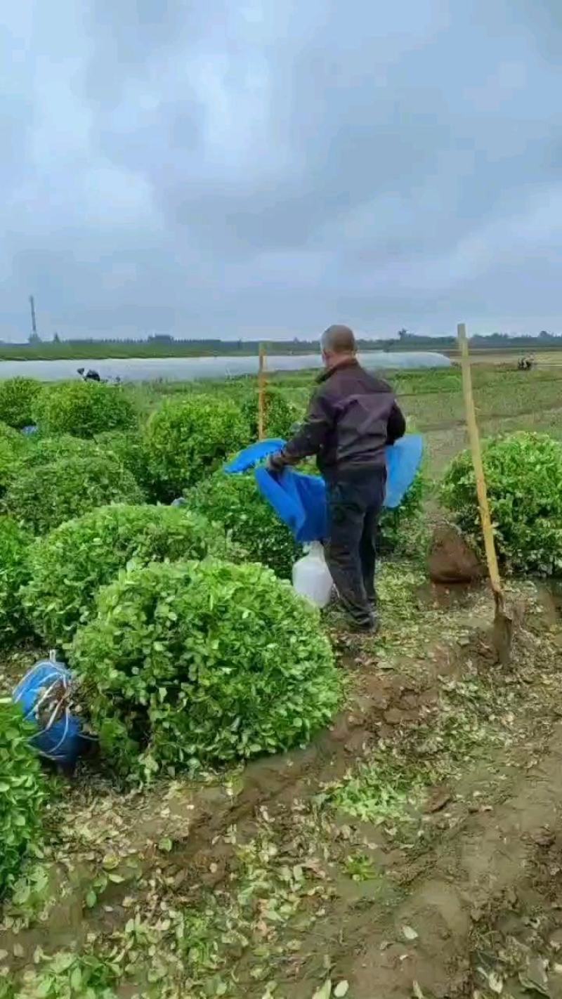 河北大叶黄杨球胶东卫矛球数量10万棵