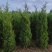 蜀桧1米蜀桧1.2米蜀桧价格1.5米蜀桧2米蜀桧价格