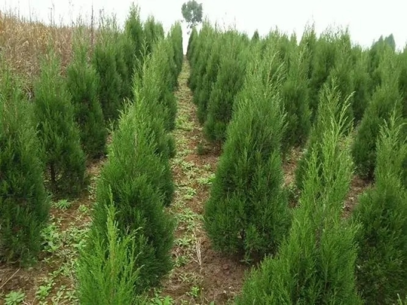 蜀桧1米蜀桧1.2米蜀桧价格1.5米蜀桧2米蜀桧价格
