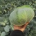 墨玉平包菜扁包菜河南开封包菜货源足代收代发全国