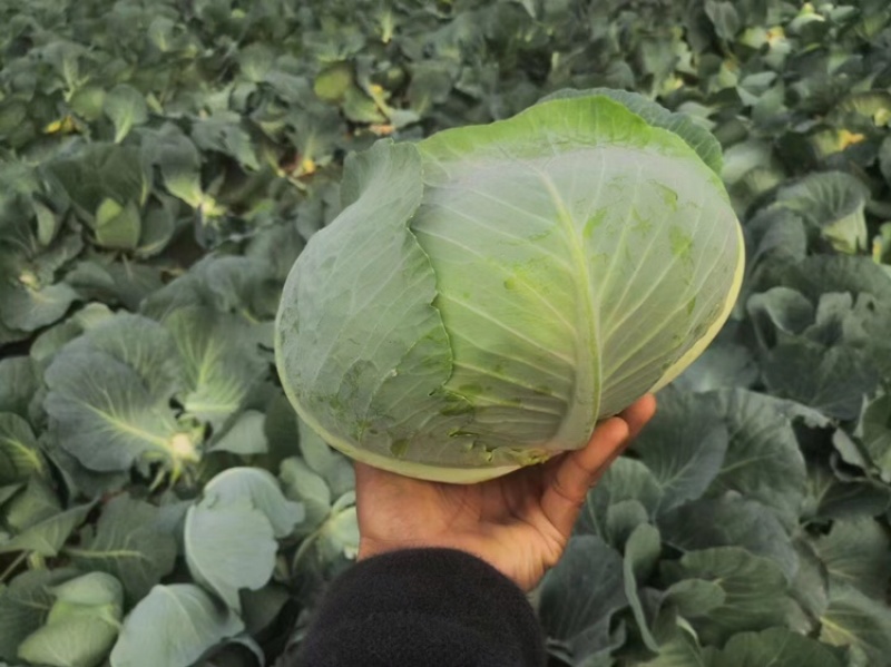 墨玉平包菜扁包菜河南开封包菜货源足代收代发全国