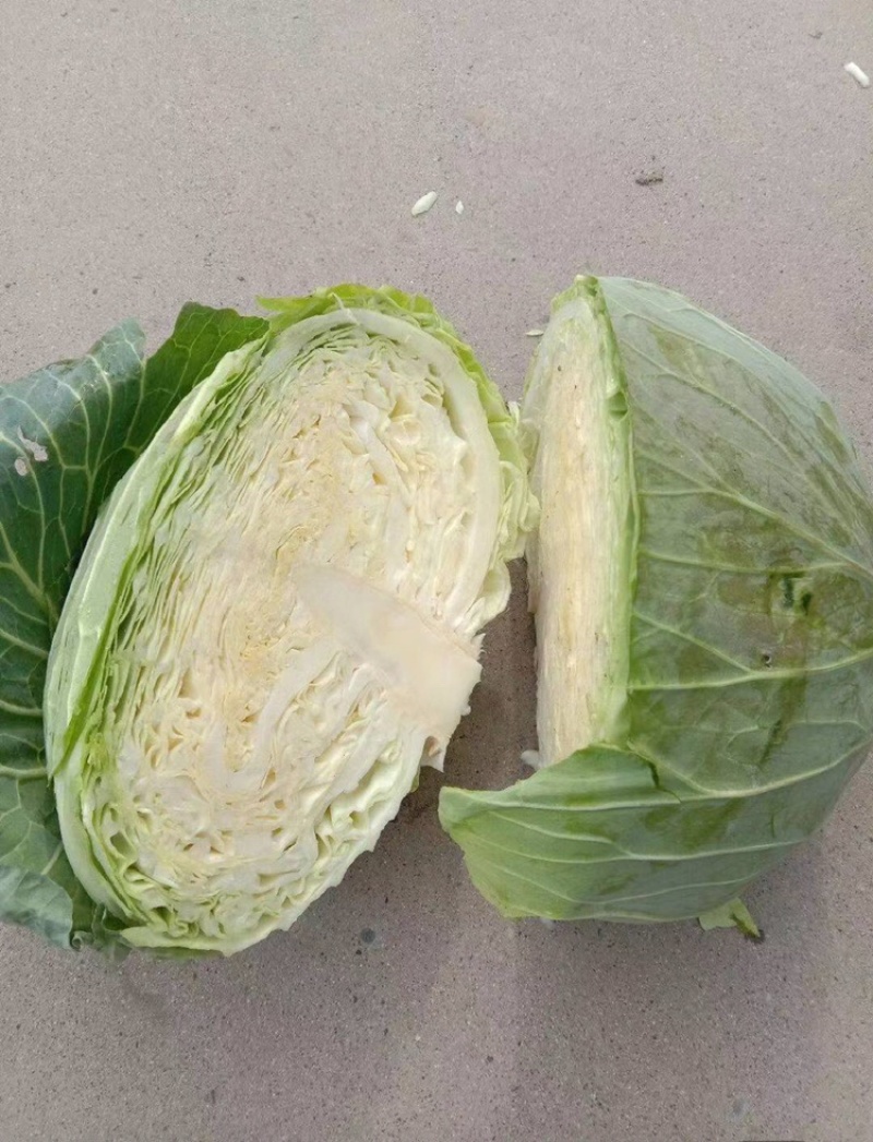 墨玉平包菜扁包菜河南开封包菜货源足代收代发全国