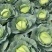 墨玉平包菜扁包菜河南开封包菜货源足代收代发全国