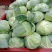 墨玉平包菜扁包菜河南开封包菜货源足代收代发全国