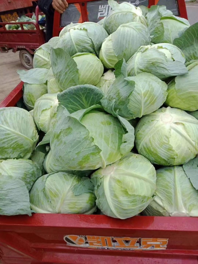 墨玉平包菜扁包菜河南开封包菜货源足代收代发全国