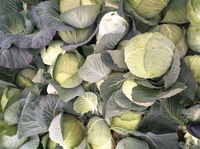 墨玉平包菜扁包菜河南开封包菜货源足代收代发全国