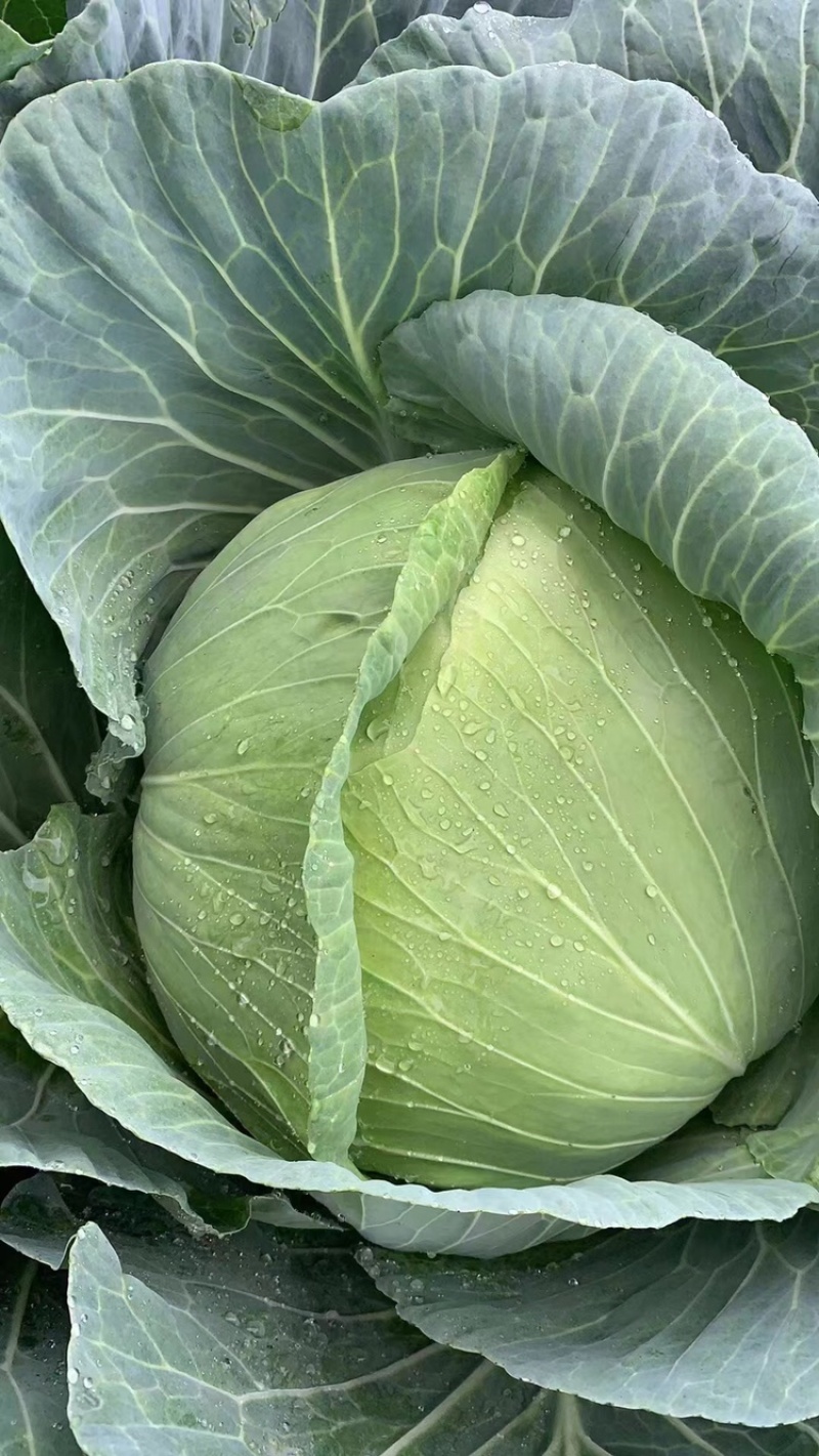 墨玉平包菜扁包菜河南开封包菜货源足代收代发全国