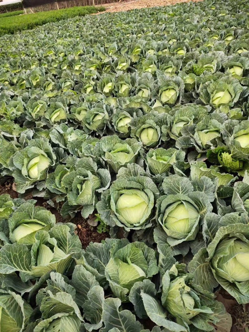 墨玉平包菜扁包菜河南开封包菜货源足代收代发全国