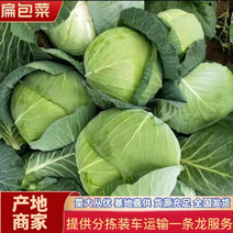 墨玉平包菜扁包菜河南开封包菜货源足代收代发全国