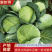 墨玉平包菜扁包菜河南开封包菜货源足代收代发全国