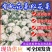 《实力》开封松花菜菜花花菜松花菜散花现货供应中
