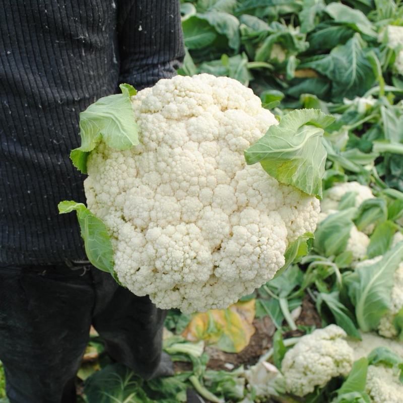 《实力》开封松花菜菜花花菜松花菜散花现货供应中