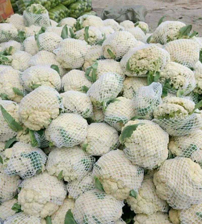 《实力》开封松花菜菜花花菜松花菜散花现货供应中