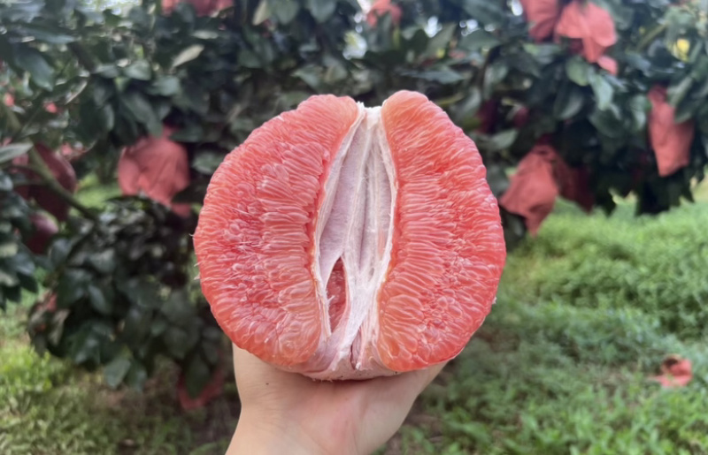 福建平和三红柚，产地直发，品质保证，量大从优，欢迎选购！