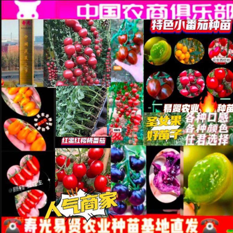 包邮山东潍坊寿光脆甜口小番茄贝贝千禧樱桃番茄苗子和种子