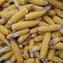 出售玉米