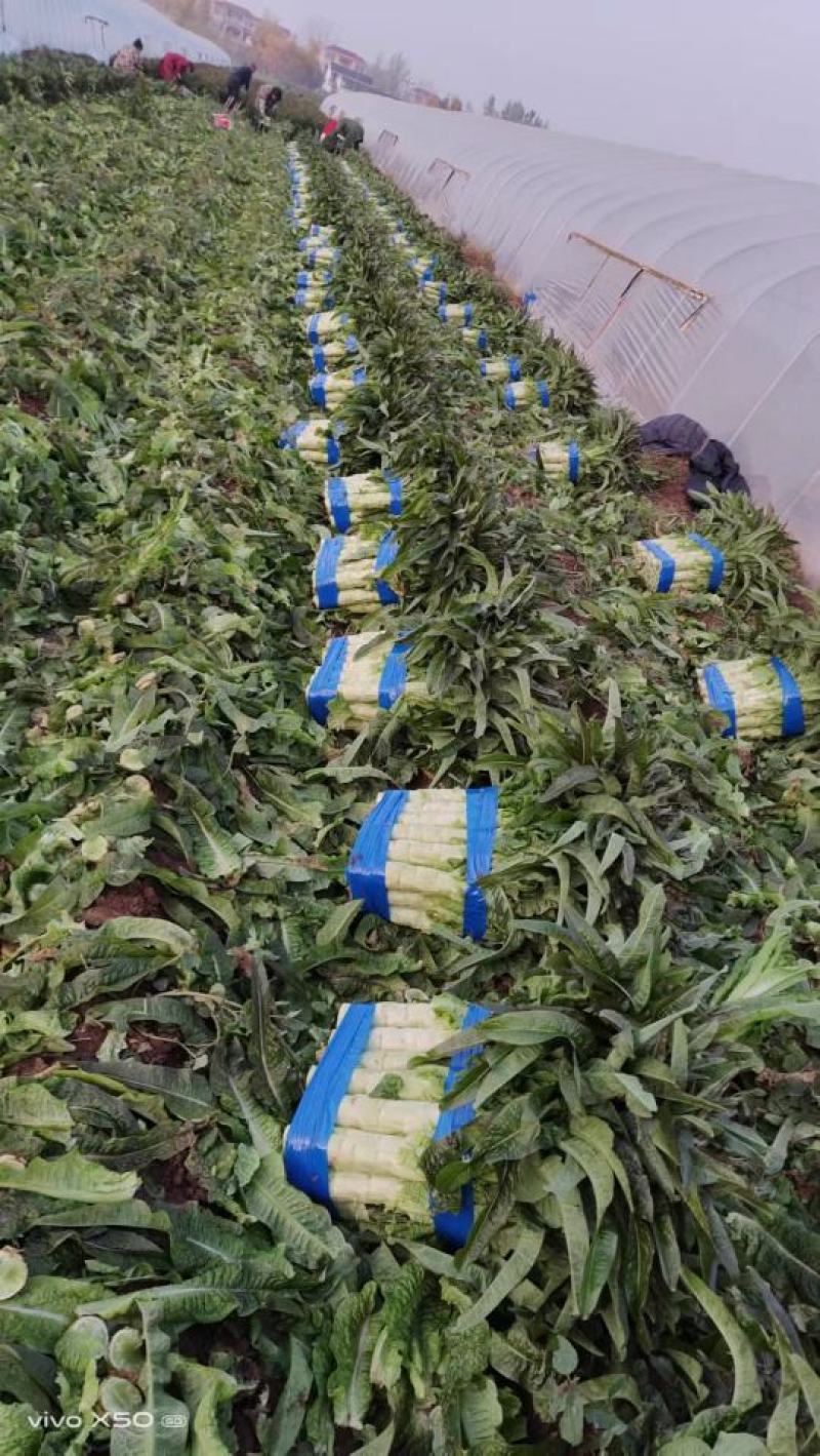 莴苣，三青莴笋，尖叶莴笋大量上市中，质量保证，产地直发