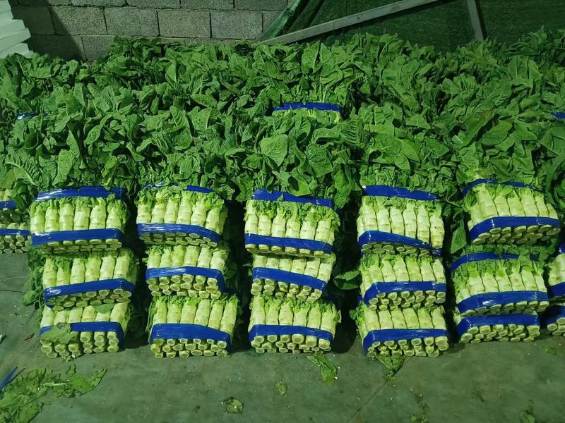 莴苣，三青莴笋，尖叶莴笋大量上市中，质量保证，产地直发