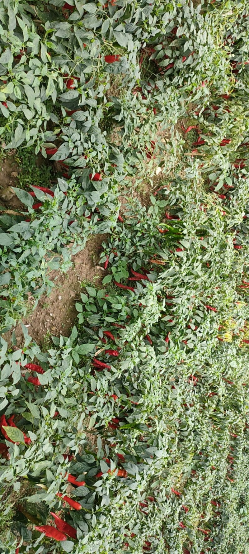 高山无污染辣椒