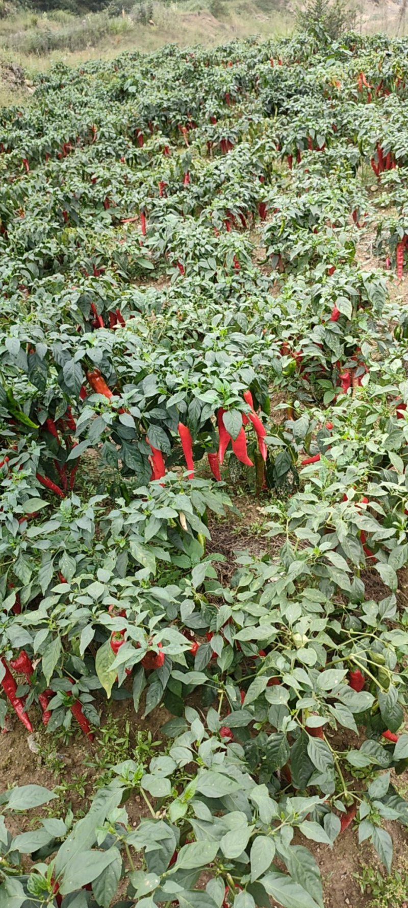 高山无污染辣椒