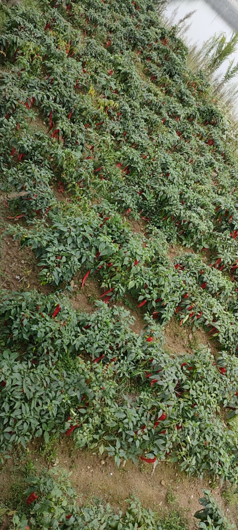 高山无污染辣椒